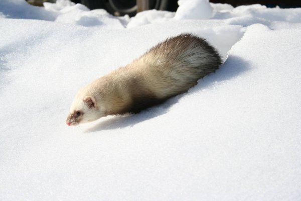 Лесной хорь зимой