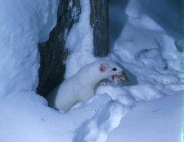 Норка и хорек