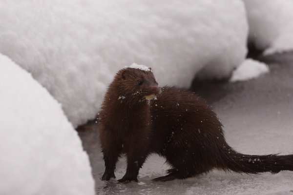 Дикая норка