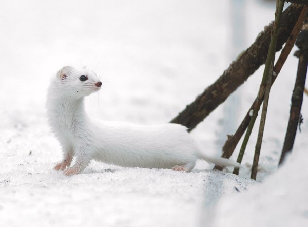 Норка ласка и горностай