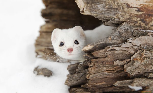 Горностай в Мурманской области