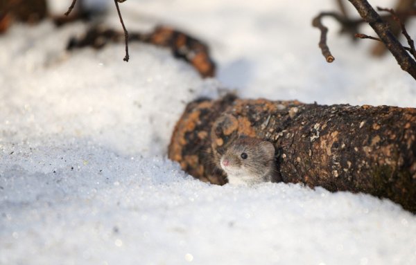 Мышонок в снегу