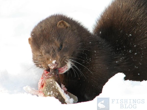 Охота на европейскую норку