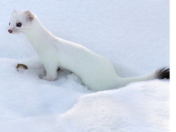 Норка ласка и горностай