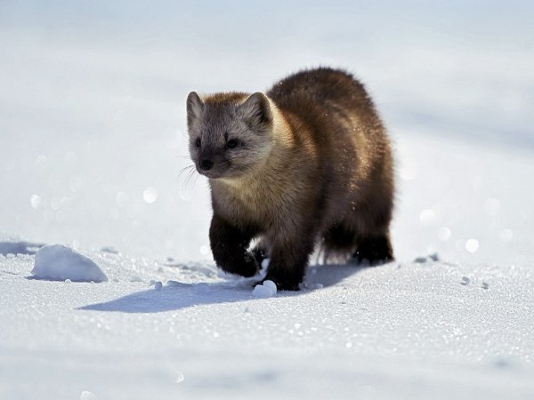 Соболь (зверек сем. Куньих)