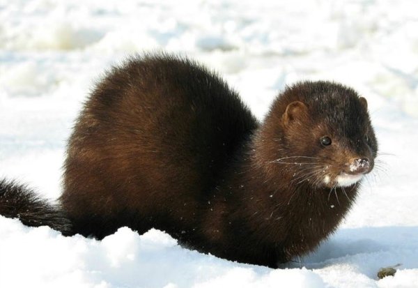 Норка Сибирская черная