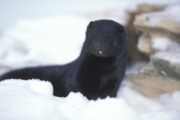 Зимняя норка