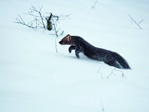 Соболь норка куница
