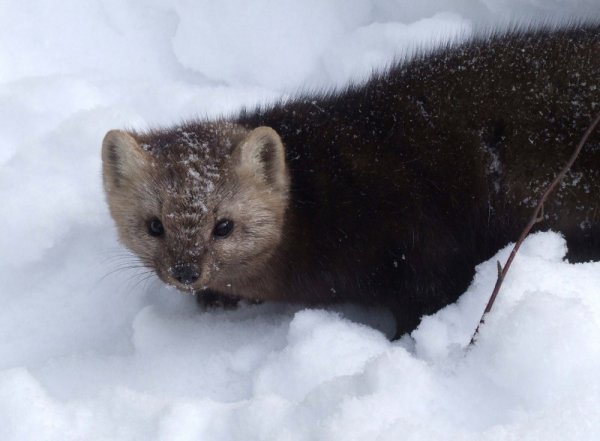 Пушное Звероводство Баргузинский Соболь