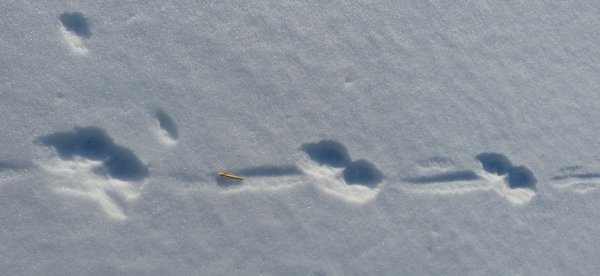 Следы американской норки