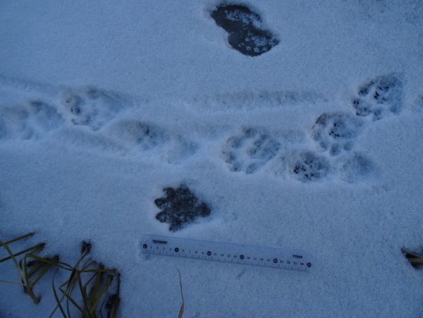 Следы американской норки