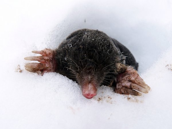 Крот впадает в спячку