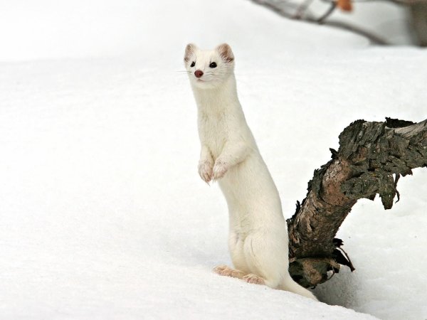 Горностай Таганай