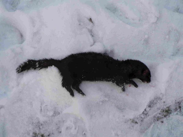 Ласка животное черная