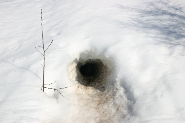 Нора лисы зимой