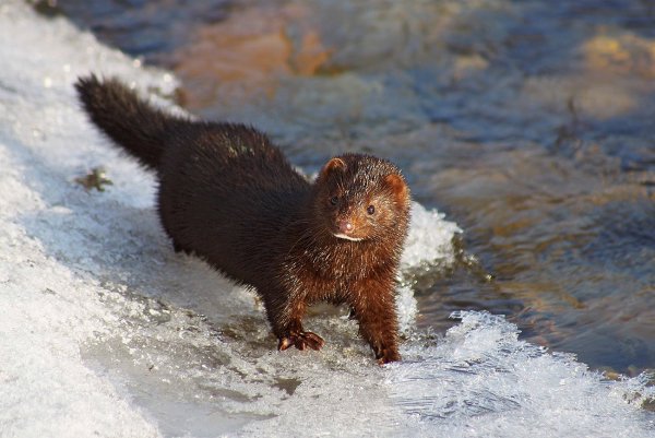 Выдра ондатра норка