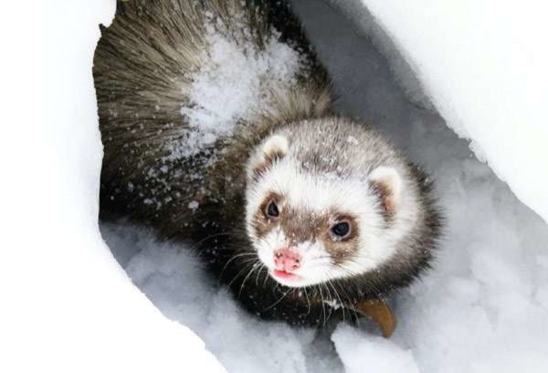 Хорек в снегу