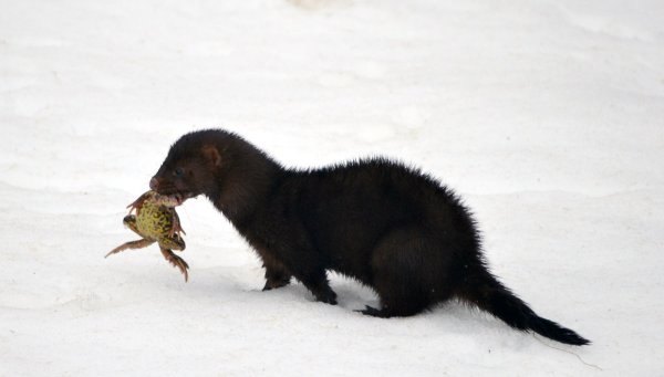 Европейская норка с добычей