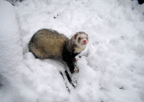 Норка зимой