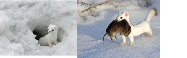 Песец и горностай
