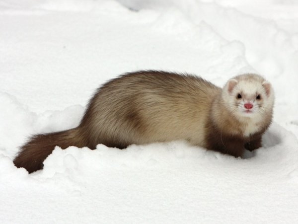 Куница норка хорек