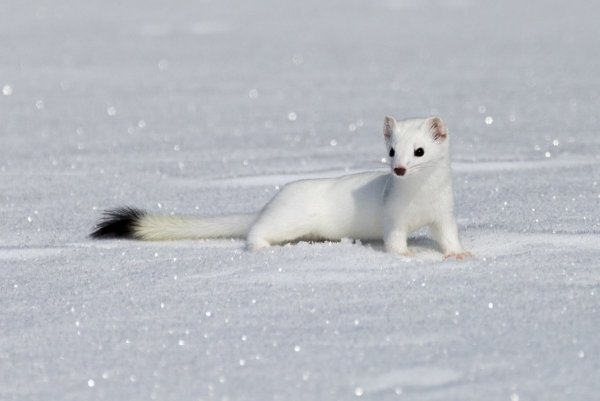 Животные тундры горностай