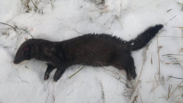 Норка в Сибири