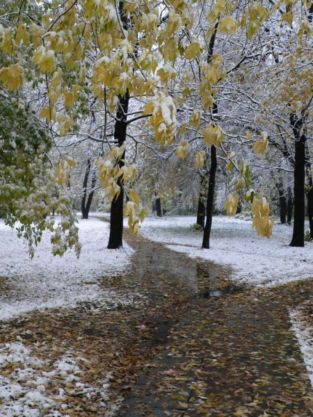 Поздняя осень снег