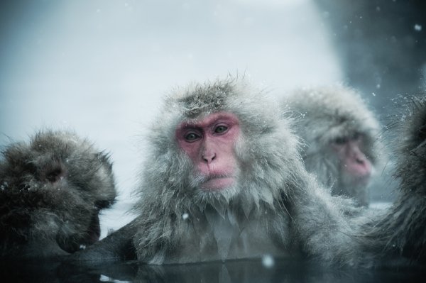 Гималайские обезьяны в теплых источниках