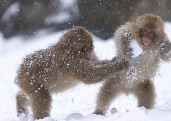 Обезьяна зимой смешные