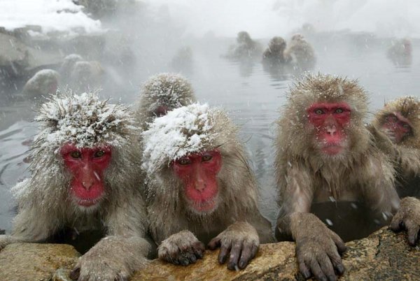 Замерзшая обезьяна