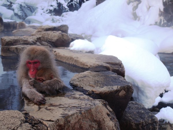 Парк Джигокудани Япония
