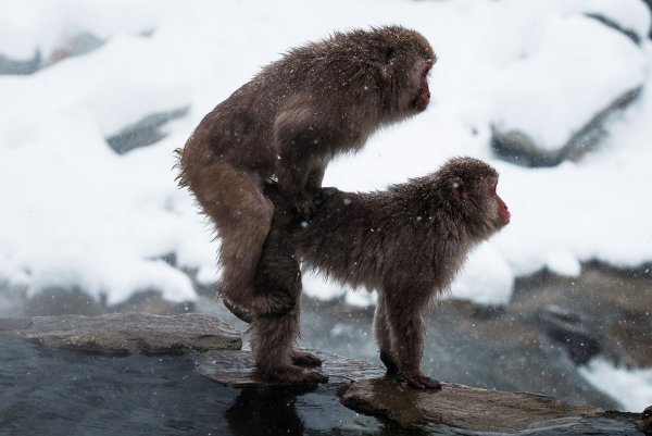 Обезьяны в воде зимой