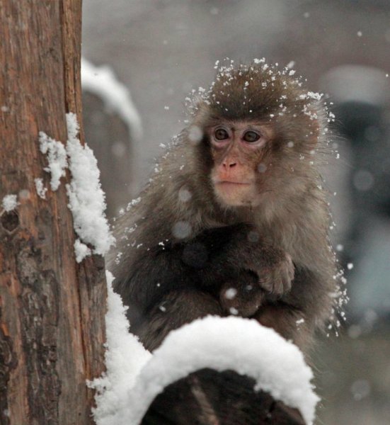 Снежные обезьяны