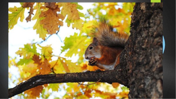 Белка в осеннем лесу