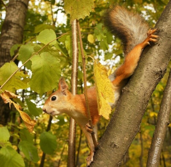 Белочка в осеннем лесу