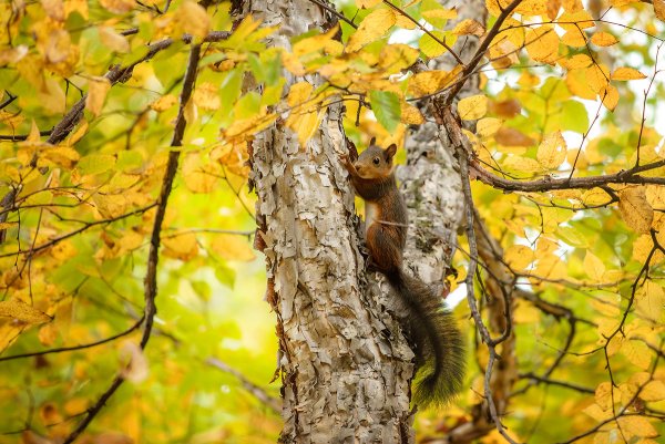 Белка на дереве осенью