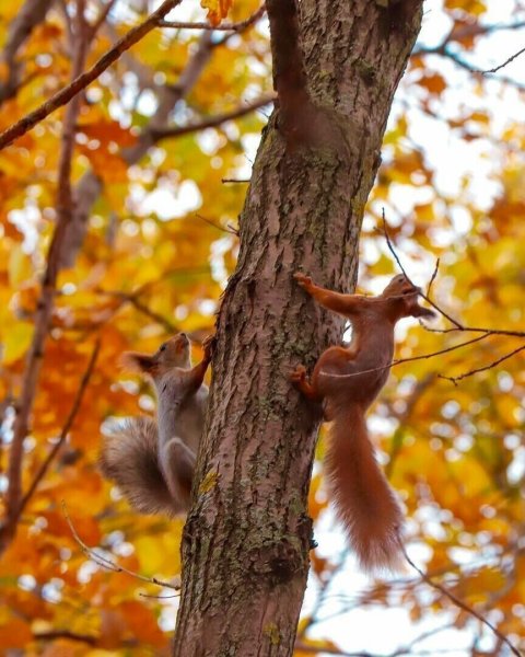 Белка осенью