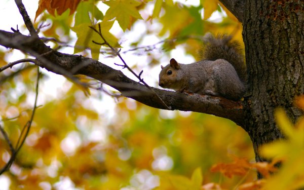 Белка осенью