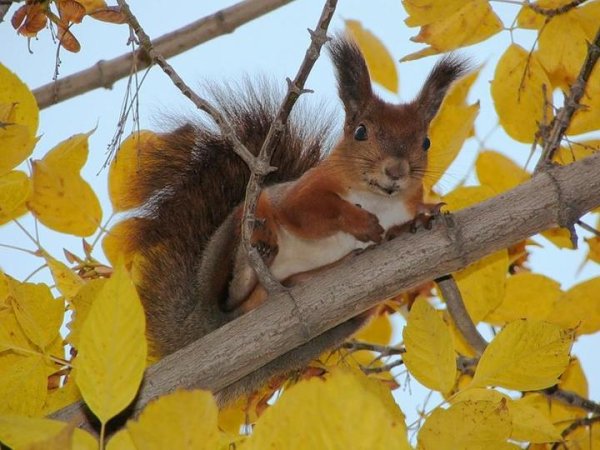 Желтая белка