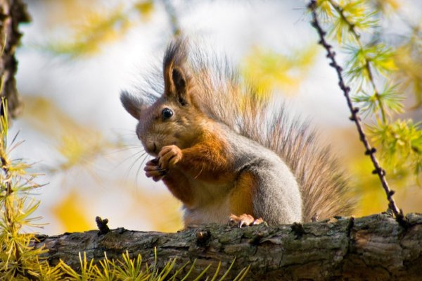 Осенняя Белочка