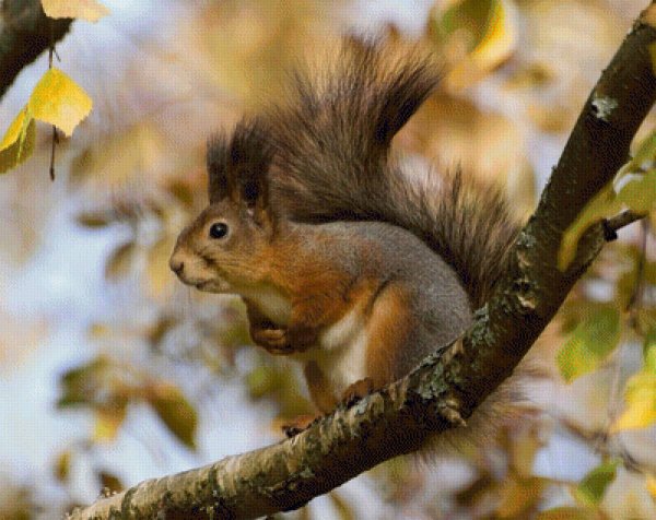 Крымская белка