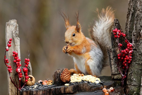 Белка осенью