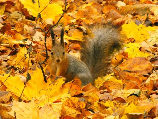 Осенний листопад