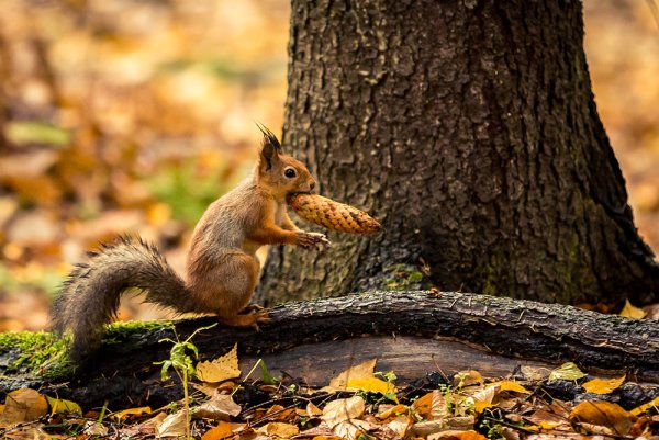 Белка осенью