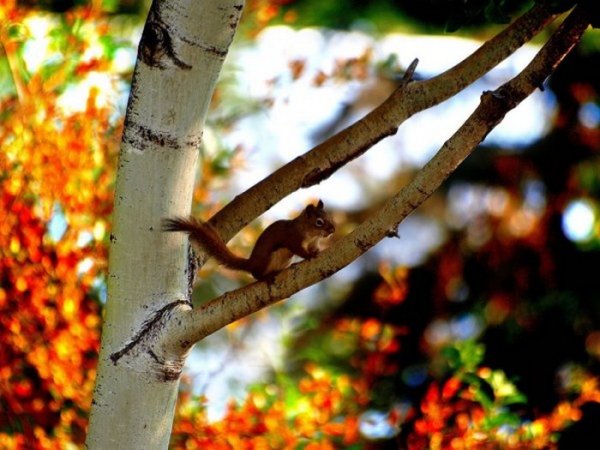 Осень белочки на деревьях