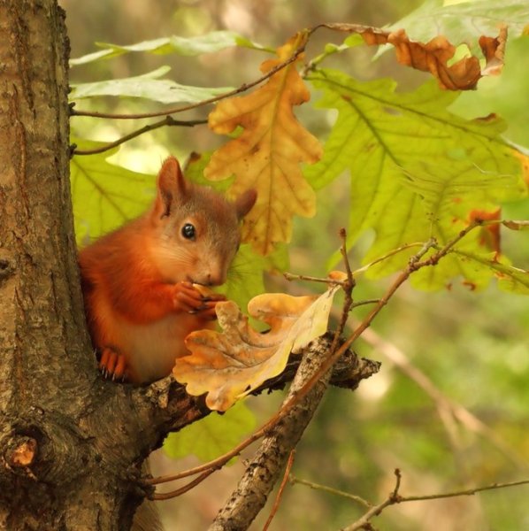 Белка в осеннем лесу