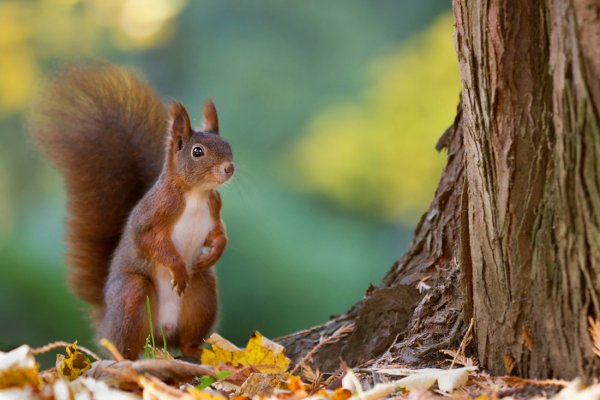 Белка стоит