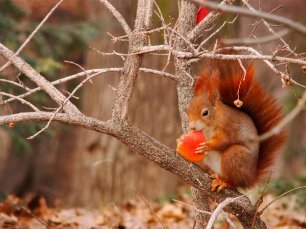 Белочка в лесу поздней осенью