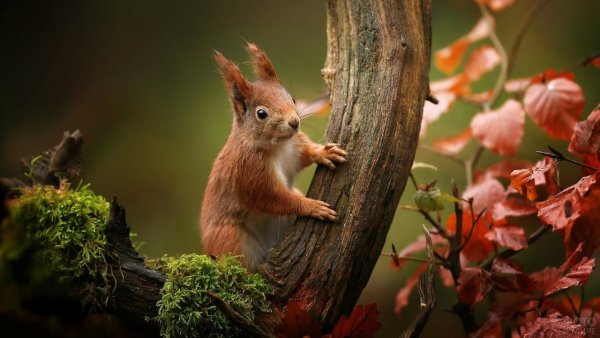 Осень белка